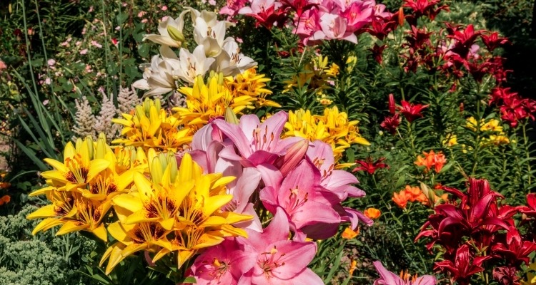 Trồng 3 cây cảnh trong vườn để ngắm biển hoa bùng cháy rực rỡ, hàng năm đều lộng lẫy, hút hồn - Ảnh 8.