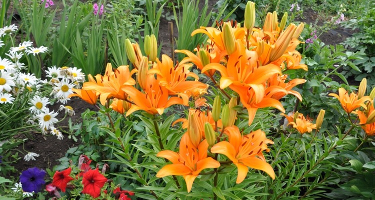 Trồng 3 cây cảnh trong vườn để ngắm biển hoa bùng cháy rực rỡ, hàng năm đều lộng lẫy, hút hồn - Ảnh 7.