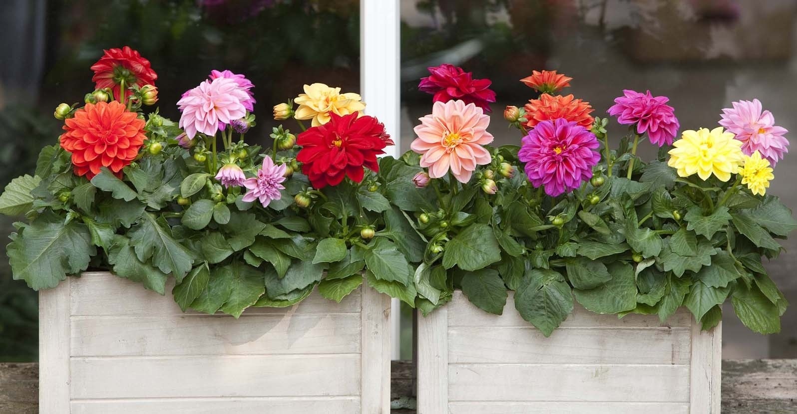 Trồng 3 cây cảnh trong vườn để ngắm biển hoa bùng cháy rực rỡ, hàng năm đều lộng lẫy, hút hồn - Ảnh 3.