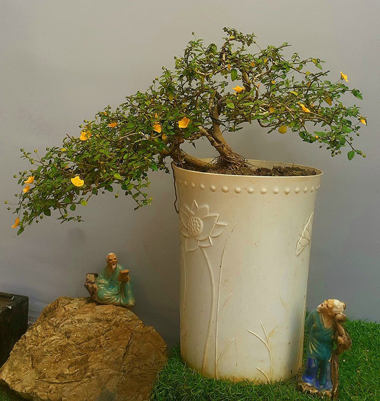 Loại hoa xưa mọc bờ bụi, nay cho vào chậu làm cảnh, trồng một cây trong vườn có thể bán 10 triệu đồng - Ảnh 3.