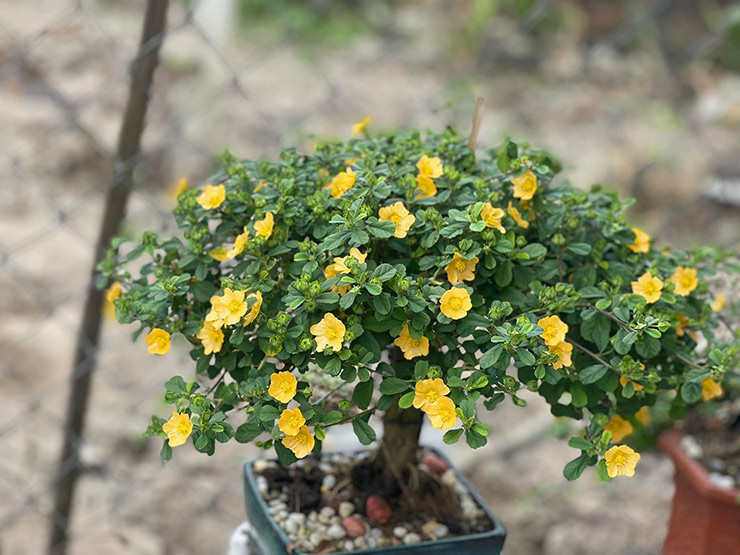 Loại hoa xưa mọc bờ bụi, nay cho vào chậu làm cảnh, trồng một cây trong vườn có thể bán 10 triệu đồng - Ảnh 1.