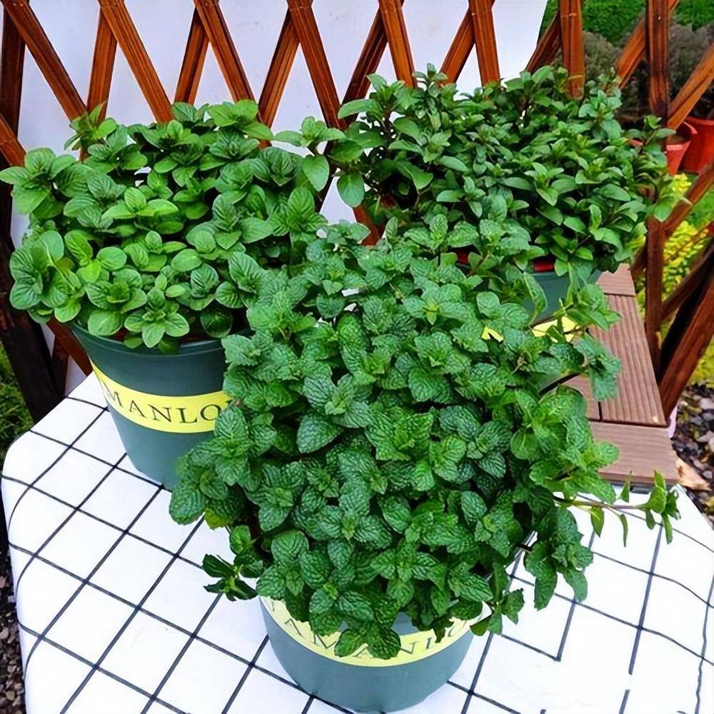 3 cây cảnh thày lang xưa thích trồng, giúp không khí trong lành, nuôi người, dưỡng tâm - Ảnh 7.