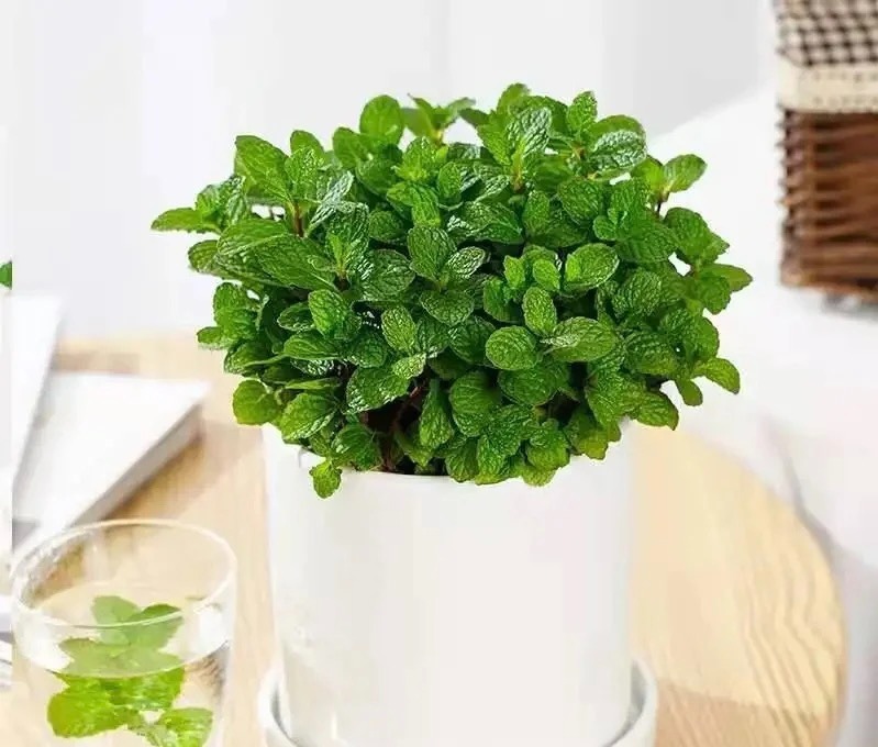 3 cây cảnh thày lang xưa thích trồng, giúp không khí trong lành, nuôi người, dưỡng tâm - Ảnh 8.