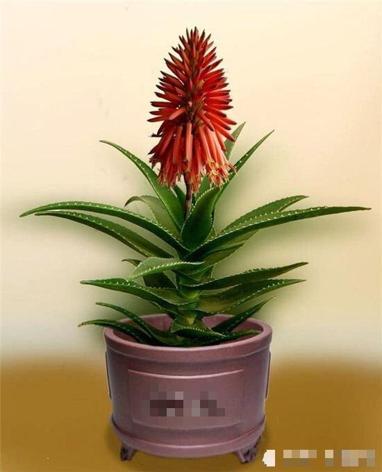 3 cây cảnh thày lang xưa thích trồng, giúp không khí trong lành, nuôi người, dưỡng tâm - Ảnh 2.