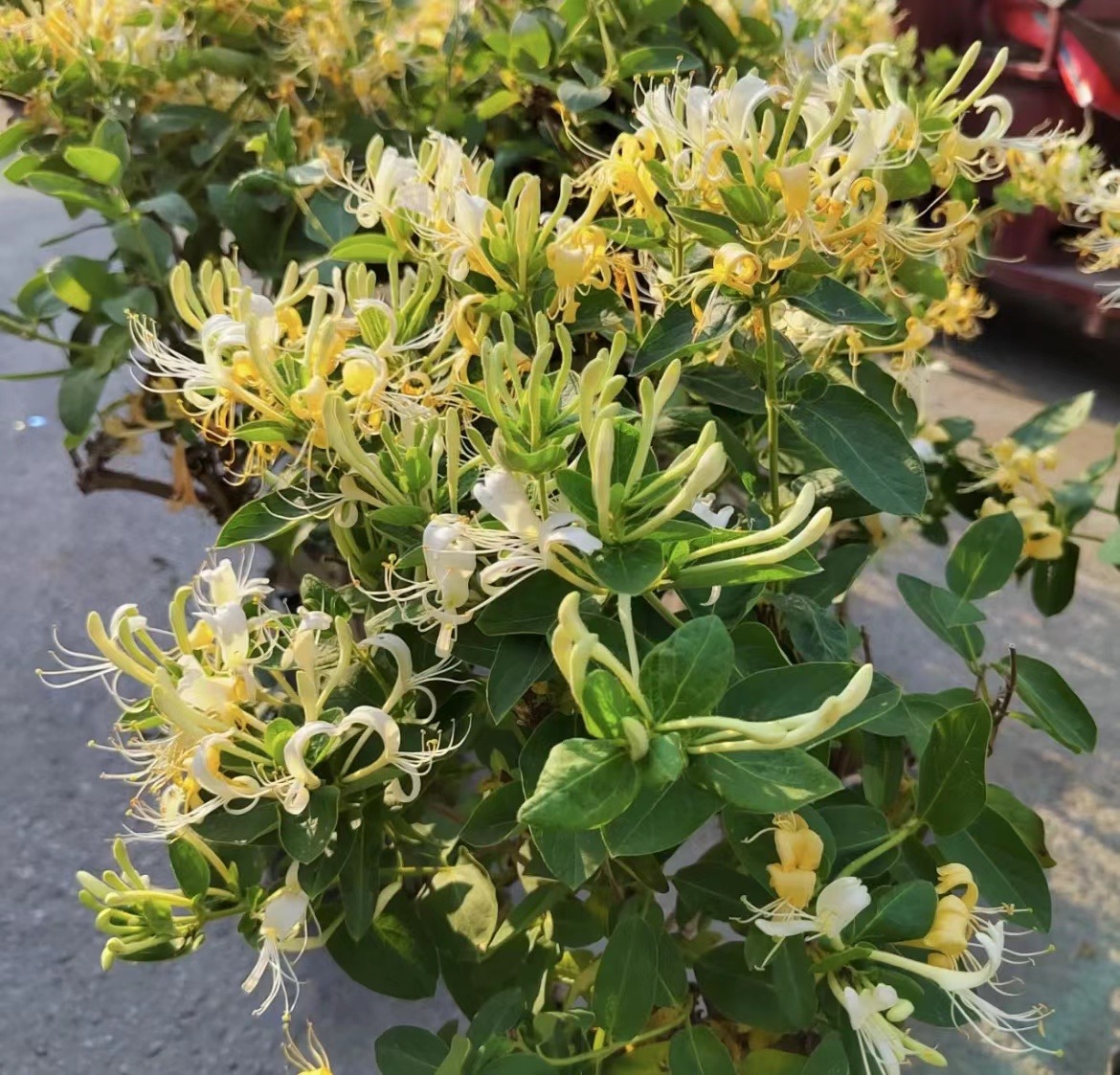 3 cây cảnh thày lang xưa thích trồng, giúp không khí trong lành, nuôi người, dưỡng tâm - Ảnh 5.