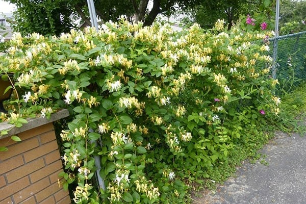 3 cây cảnh thày lang xưa thích trồng, giúp không khí trong lành, nuôi người, dưỡng tâm - Ảnh 4.