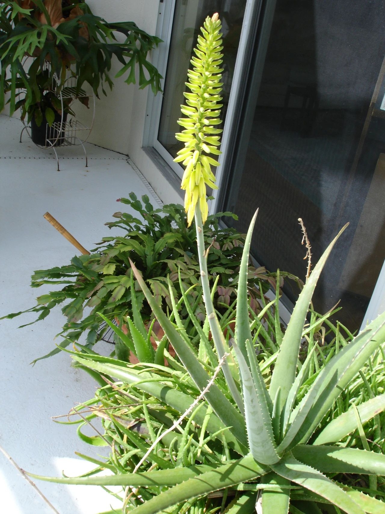 3 cây cảnh thày lang xưa thích trồng, giúp không khí trong lành, nuôi người, dưỡng tâm - Ảnh 3.