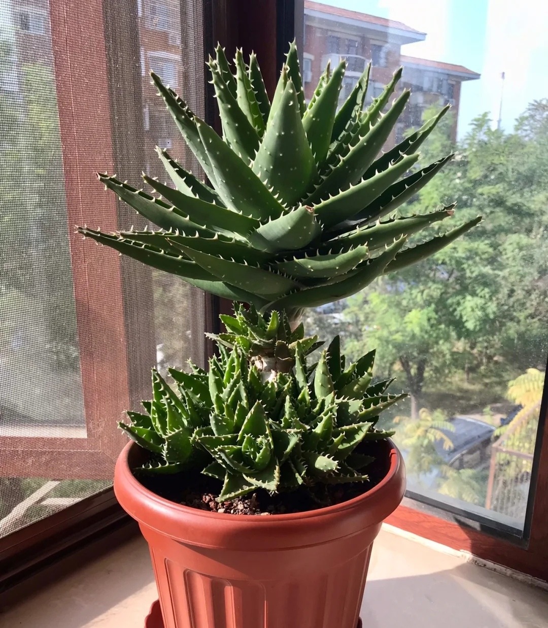 3 cây cảnh thày lang xưa thích trồng, giúp không khí trong lành, nuôi người, dưỡng tâm - Ảnh 1.