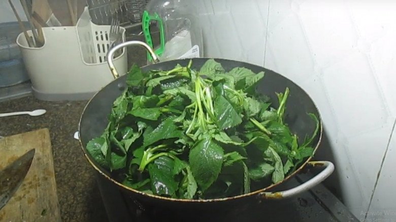 Cây này mùi hắc như xăng, hoa bay đến đâu mọc đến đó, xưa vứt cho lợn nay thành đặc sản, giá 100.000đ/kg - Ảnh 7. Cây này mùi hắc như xăng, hoa bay đến đâu mọc đến đó, xưa vứt cho lợn nay thành đặc sản, giá 100.000đ/kg - Ảnh 7.