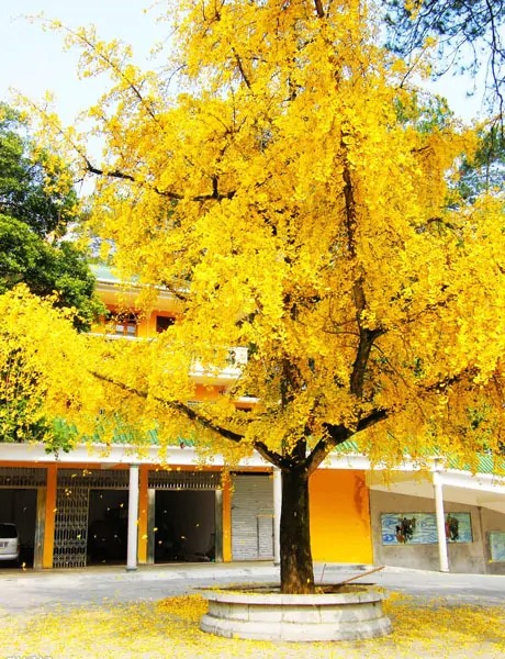 Người xưa dặn: "Trong sân trồng 6 cây, con cháu phú quý, thịnh vượng", đó là cây gì vậy? - Ảnh 4.