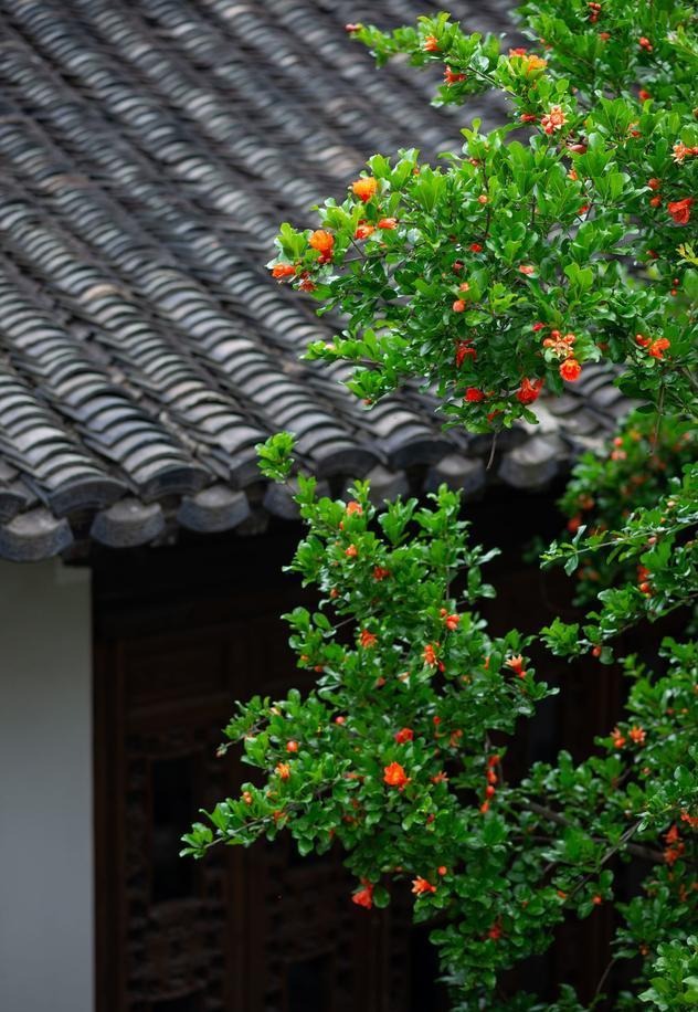 Người xưa dặn: "Trong sân trồng 6 cây, con cháu phú quý, thịnh vượng", đó là cây gì vậy? - Ảnh 3.