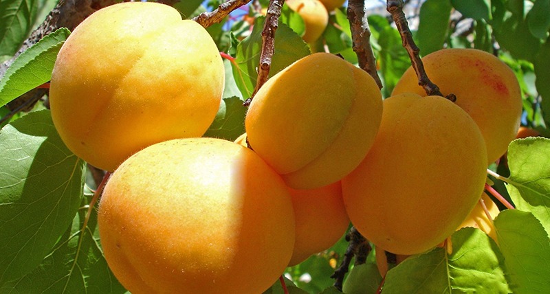 Người xưa dặn: "Trong sân trồng 6 cây, con cháu phú quý, thịnh vượng", đó là cây gì vậy? - Ảnh 7.