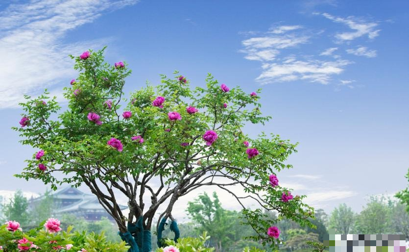 7 cây cảnh phú quý cát tường, sống lâu trăm tuổi, có thể làm báu vật gia truyền, con cháu hưởng phúc - Ảnh 2. 7 cây cảnh phú quý cát tường, sống lâu trăm tuổi, có thể làm báu vật gia truyền, con cháu hưởng phúc - Ảnh 2.