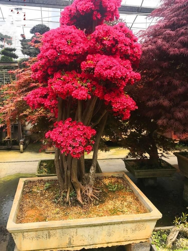 5 cây cảnh phú quý cát tường, sống lâu trăm tuổi, có thể làm báu vật gia truyền, con cháu hưởng phúc - Ảnh 10. 5 cây cảnh phú quý cát tường, sống lâu trăm tuổi, có thể làm báu vật gia truyền, con cháu hưởng phúc - Ảnh 10.