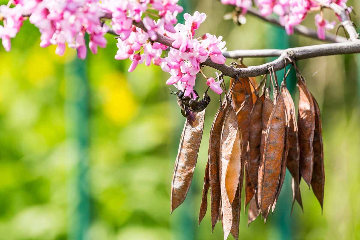 Xuân rực rỡ với cây cảnh nở hoa tràn từ gốc lên ngọn, mang vạn niềm vui, triệu hạnh phúc đến nhà - Ảnh 6. Xuân rực rỡ với cây cảnh nở hoa tràn từ gốc lên ngọn, mang vạn niềm vui, triệu hạnh phúc đến nhà - Ảnh 6.