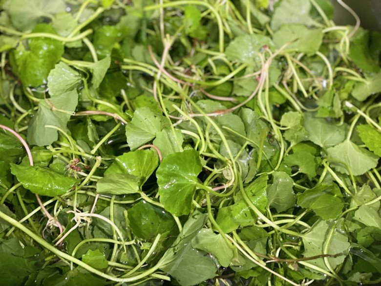 Lá này giá 40.000 đồng/kg, mọc đầy vườn vừa để ăn vừa làm thuốc, rất bổ dưỡng không phải ai cũng biết - Ảnh 1.