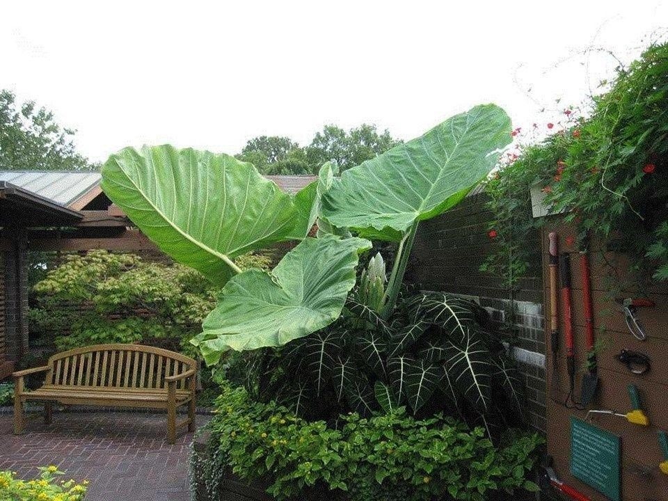 Cây cảnh "mới nổi" lá siêu to, trồng trong nhà làm ăn thuận buồm xuôi gió, đón lộc, chiêu may - Ảnh 9.