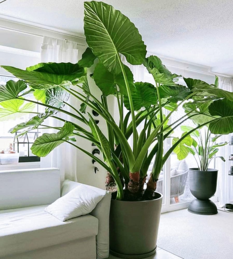Cây cảnh "mới nổi" lá siêu to, trồng trong nhà làm ăn thuận buồm xuôi gió, đón lộc, chiêu may - Ảnh 4.