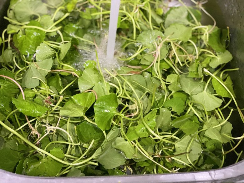 Lá này giá 40.000 đồng/kg, mọc đầy vườn vừa để ăn vừa làm thuốc, rất bổ dưỡng không phải ai cũng biết - Ảnh 2.