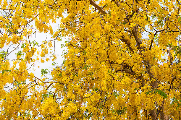 Choáng váng với cây cảnh "mưa vàng" như kem bông rực rỡ, thắp sáng sân nhà, đón lộc vào cửa - Ảnh 4.