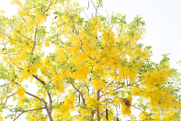 Choáng váng với cây cảnh "mưa vàng" như kem bông rực rỡ, thắp sáng sân nhà, đón lộc vào cửa - Ảnh 5.