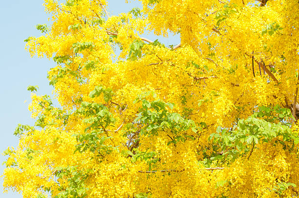 Choáng váng với cây cảnh "mưa vàng" như kem bông rực rỡ, thắp sáng sân nhà, đón lộc vào cửa - Ảnh 13.