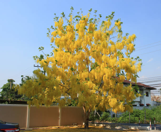 Choáng váng với cây cảnh "mưa vàng" như kem bông rực rỡ, thắp sáng sân nhà, đón lộc vào cửa - Ảnh 10.