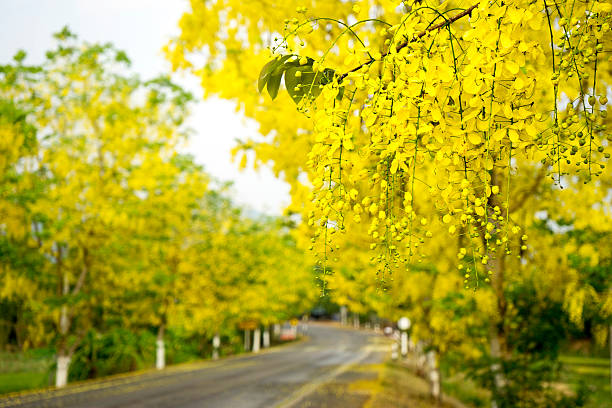 Choáng váng với cây cảnh "mưa vàng" như kem bông rực rỡ, thắp sáng sân nhà, đón lộc vào cửa - Ảnh 9.