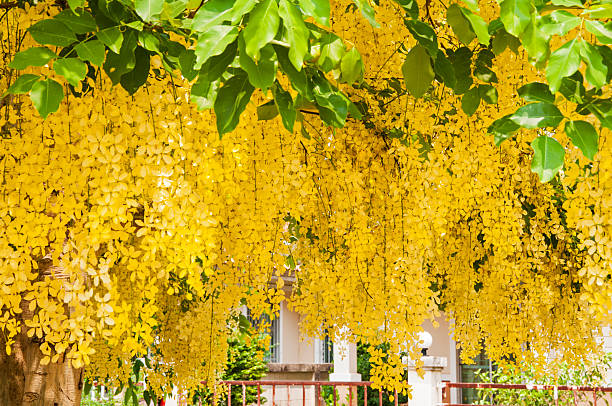 Choáng váng với cây cảnh "mưa vàng" như kem bông rực rỡ, thắp sáng sân nhà, đón lộc vào cửa - Ảnh 7.