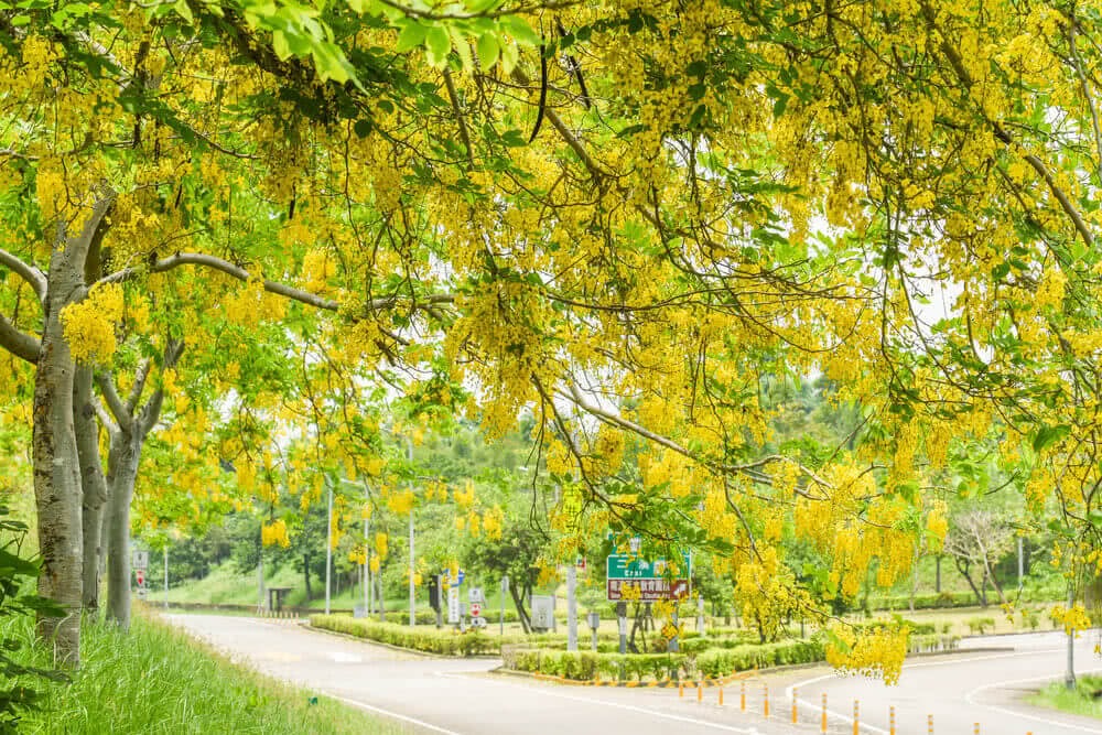 Choáng váng với cây cảnh "mưa vàng" như kem bông rực rỡ, thắp sáng sân nhà, đón lộc vào cửa - Ảnh 3.