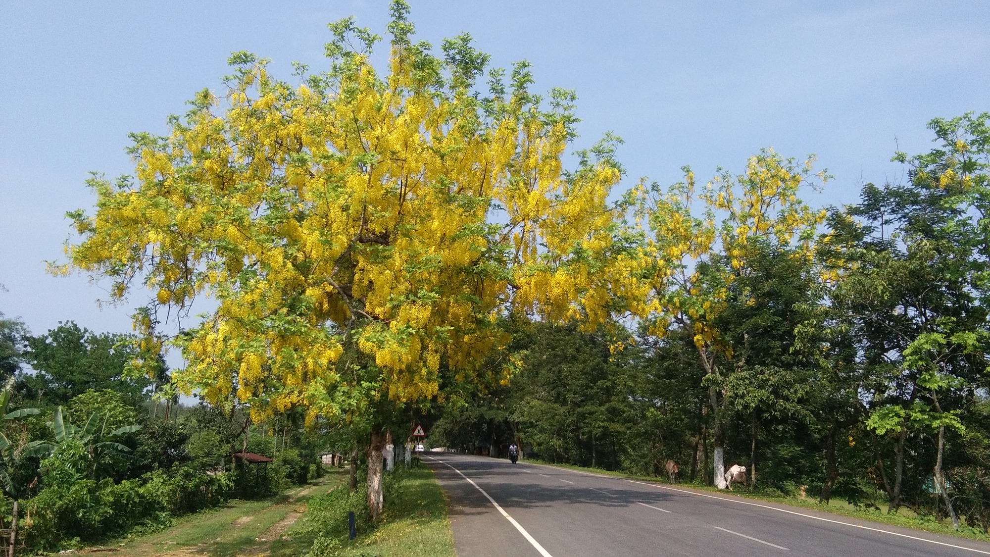 Choáng váng với cây cảnh "mưa vàng" như kem bông rực rỡ, thắp sáng sân nhà, đón lộc vào cửa - Ảnh 12.