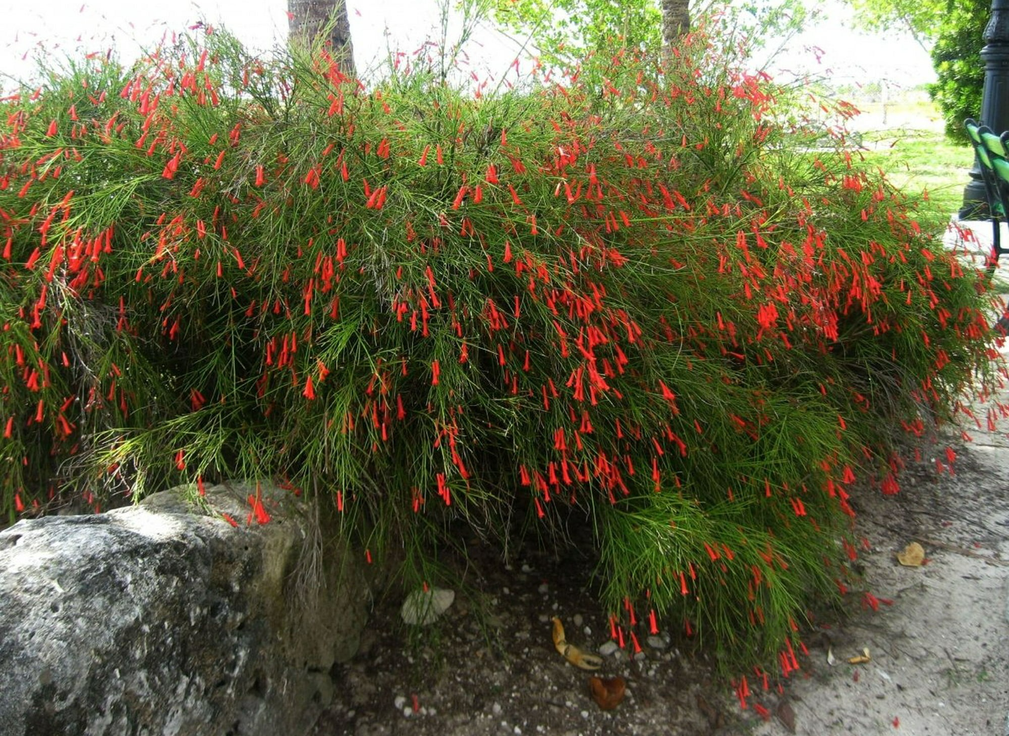 "Nổ pháo" trong sân nhà với cây cảnh tươi đỏ, rực rỡ,  rước may mắn, thịnh vượng trong năm mới - Ảnh 12.