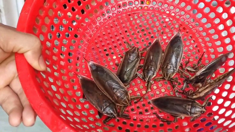 Lộc trời chui ra từ sình lầy, đem chiên được món đặc sản, 5 triệu đồng/kg, giới nhà giàu thích mê - Ảnh 2. Lộc trời chui ra từ sình lầy, đem chiên được món đặc sản, 5 triệu đồng/kg, giới nhà giàu thích mê - Ảnh 2.