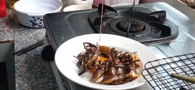 Lộc trời chui ra từ sình lầy, đem chiên được món đặc sản, 5 triệu đồng/kg, giới nhà giàu thích mê - Ảnh 7. Lộc trời chui ra từ sình lầy, đem chiên được món đặc sản, 5 triệu đồng/kg, giới nhà giàu thích mê - Ảnh 7.