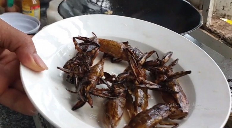 Lộc trời chui ra từ sình lầy, đem chiên được món đặc sản, 5 triệu đồng/kg, giới nhà giàu thích mê - Ảnh 6. Lộc trời chui ra từ sình lầy, đem chiên được món đặc sản, 5 triệu đồng/kg, giới nhà giàu thích mê - Ảnh 6.