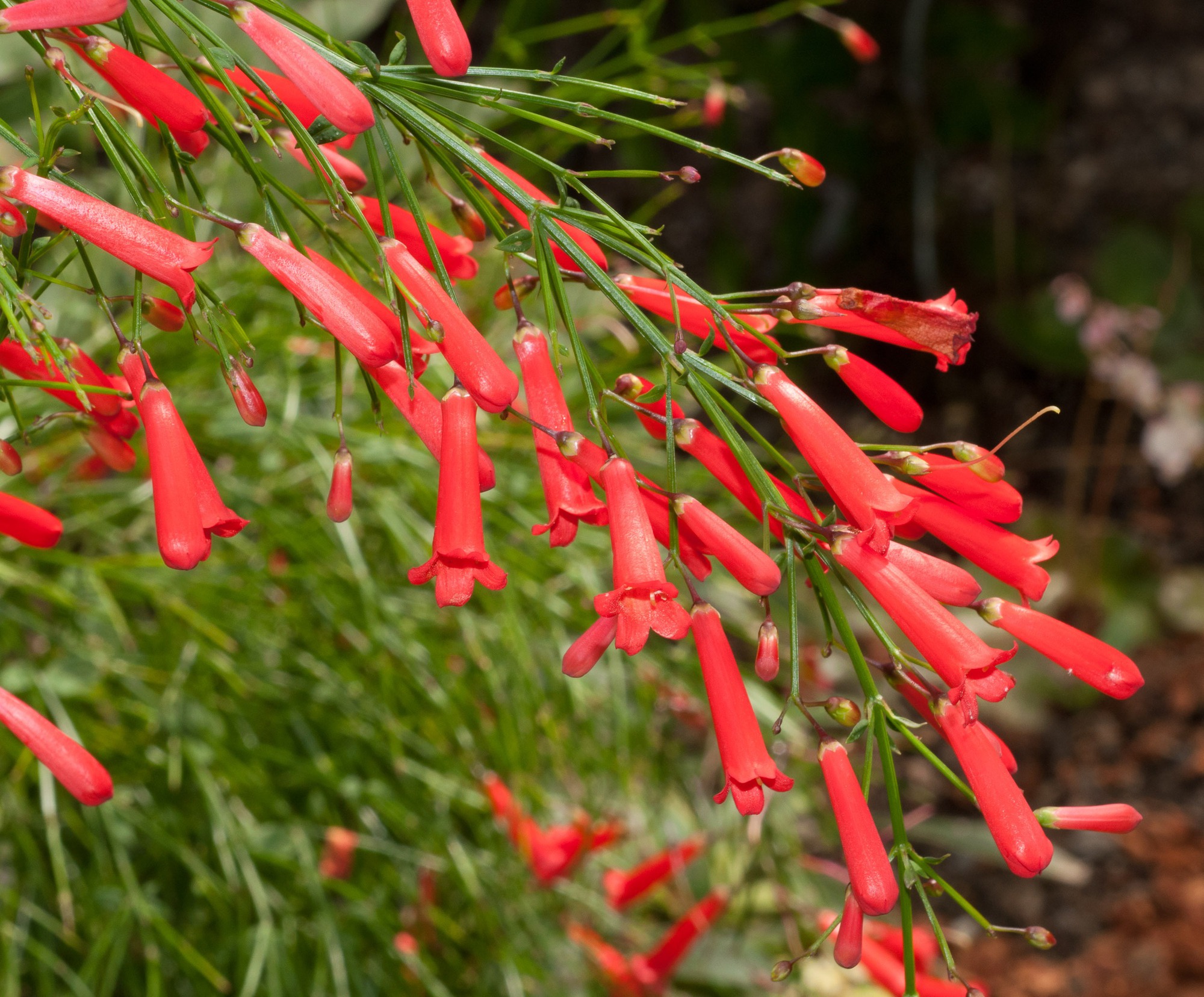 "Nổ pháo" trong sân nhà với cây cảnh tươi đỏ, rực rỡ,  rước may mắn, thịnh vượng trong năm mới - Ảnh 6.