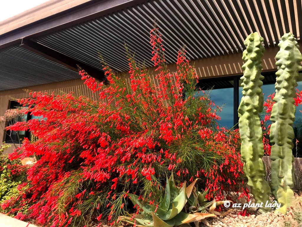 "Nổ pháo" trong sân nhà với cây cảnh tươi đỏ, rực rỡ,  rước may mắn, thịnh vượng trong năm mới - Ảnh 10.