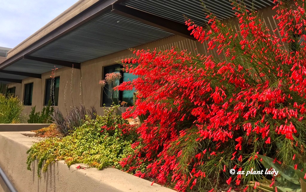 "Nổ pháo" trong sân nhà với cây cảnh tươi đỏ, rực rỡ,  rước may mắn, thịnh vượng trong năm mới - Ảnh 1.