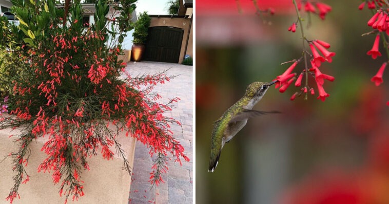 "Nổ pháo" trong sân nhà với cây cảnh tươi đỏ, rực rỡ,  rước may mắn, thịnh vượng trong năm mới - Ảnh 13.