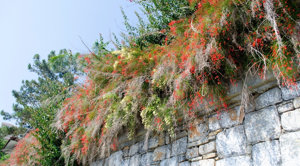 "Nổ pháo" trong sân nhà với cây cảnh tươi đỏ, rực rỡ,  rước may mắn, thịnh vượng trong năm mới - Ảnh 9.