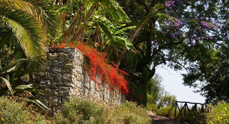 "Nổ pháo" trong sân nhà với cây cảnh tươi đỏ, rực rỡ,  rước may mắn, thịnh vượng trong năm mới - Ảnh 3.