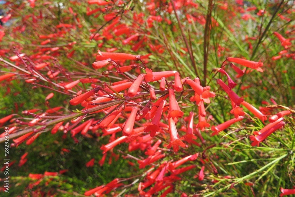 "Nổ pháo" trong sân nhà với cây cảnh tươi đỏ, rực rỡ,  rước may mắn, thịnh vượng trong năm mới - Ảnh 2.