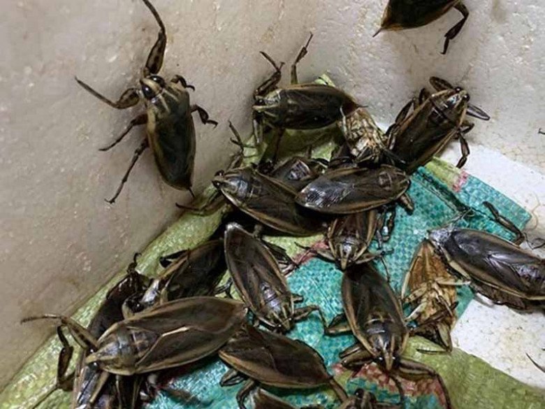 Lộc trời chui ra từ sình lầy, đem chiên được món đặc sản, 5 triệu đồng/kg, giới nhà giàu thích mê - Ảnh 1. Lộc trời chui ra từ sình lầy, đem chiên được món đặc sản, 5 triệu đồng/kg, giới nhà giàu thích mê - Ảnh 1.