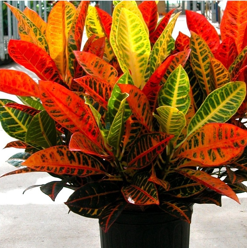 Hoa mắt với cây cảnh bảy sắc cầu vồng, thanh lọc khí độc, dưỡng người, nuôi tài lộc, hút may mắn - Ảnh 11.