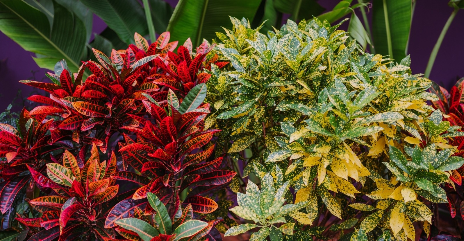 Hoa mắt với cây cảnh bảy sắc cầu vồng, thanh lọc khí độc, dưỡng người, nuôi tài lộc, hút may mắn - Ảnh 1.