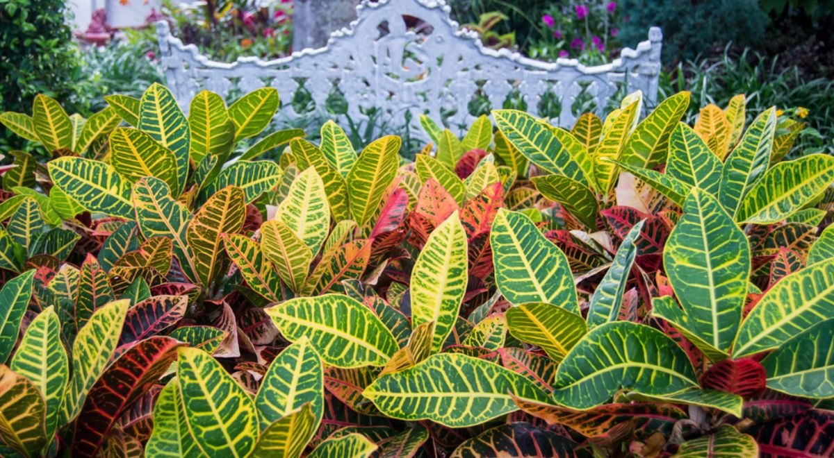 Hoa mắt với cây cảnh bảy sắc cầu vồng, thanh lọc khí độc, dưỡng người, nuôi tài lộc, hút may mắn - Ảnh 6.