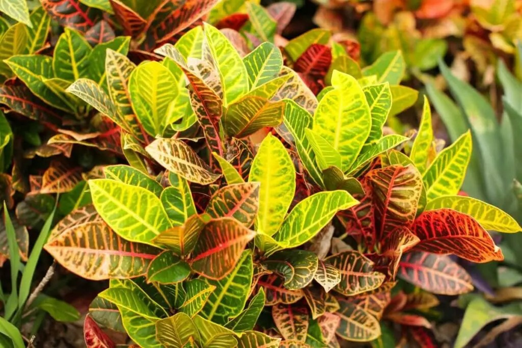 Hoa mắt với cây cảnh bảy sắc cầu vồng, thanh lọc khí độc, dưỡng người, nuôi tài lộc, hút may mắn - Ảnh 9.