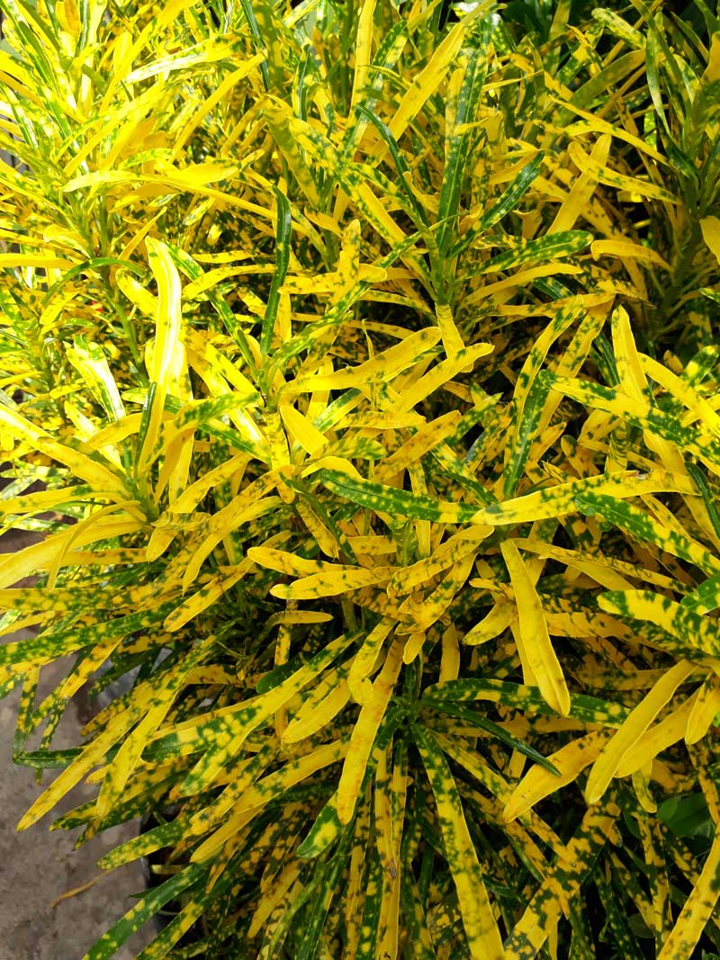 Hoa mắt với cây cảnh bảy sắc cầu vồng, thanh lọc khí độc, dưỡng người, nuôi tài lộc, hút may mắn - Ảnh 10.