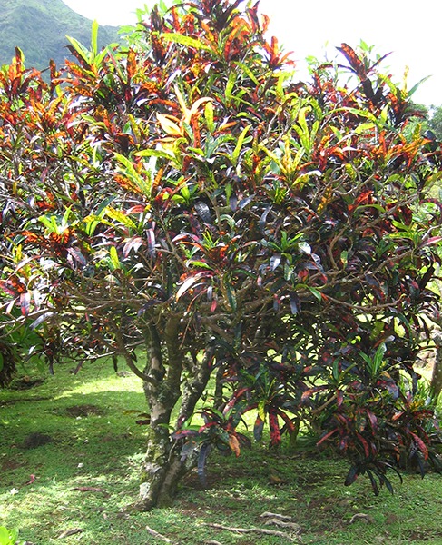 Hoa mắt với cây cảnh bảy sắc cầu vồng, thanh lọc khí độc, dưỡng người, nuôi tài lộc, hút may mắn - Ảnh 17.