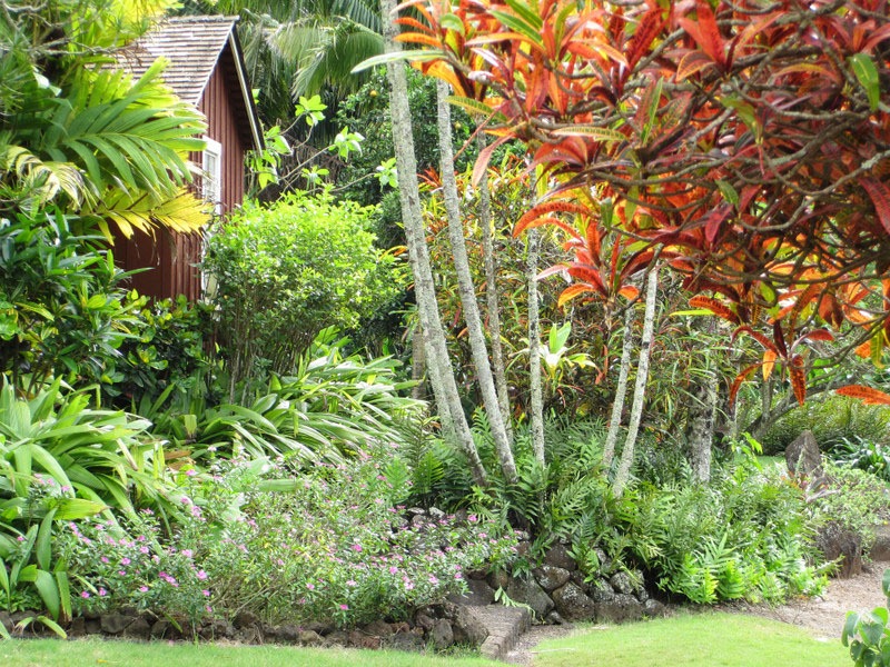 Hoa mắt với cây cảnh bảy sắc cầu vồng, thanh lọc khí độc, dưỡng người, nuôi tài lộc, hút may mắn - Ảnh 16.